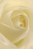 This immersive close-up draws you directly into the heart of a cream-white rose, capturing the very soul of floral artistry cherished by Aldgate's community. The petals unfurl in a mesmerizing spiral, each delicate layer almost weightless-suggestive of a soft morning covered in dew near Aldgate's tree-lined avenues. Gentle light filters through the ivory ripples, highlighting subtle textures and creating pockets of soft shadow that lend the composition a peaceful, contemplative mood. The atmosphere is one of gentle reverence, perfect for conveying deep sympathy, pure admiration, or inspiring new beginnings in familiar neighbourhoods. As a florist, I see in this rose a timeless symbol of care, hand-picked for occasions that call for understated beauty and sincerity. The subtle sweetness of its fragrance hovers just out of reach, promising comfort and solace. Every detail speaks of a careful, local touch-whether thoughtfully arranged for a special delivery across Aldgate or offered as a heartfelt gesture, this rose is a tribute to the artistry and emotion that define our community's approach to flowers.
